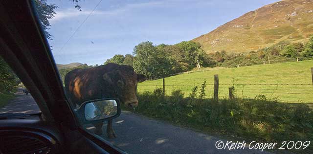 bull passes car - glen lyons