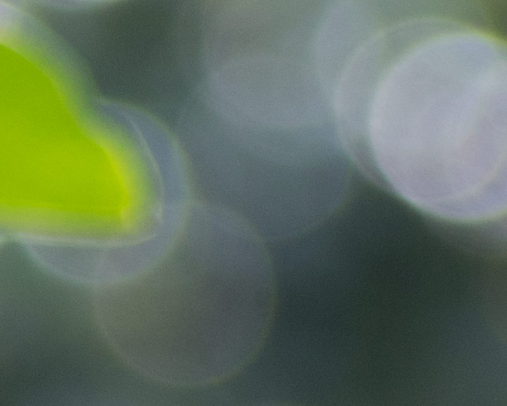 100% crop showing out of focus areas