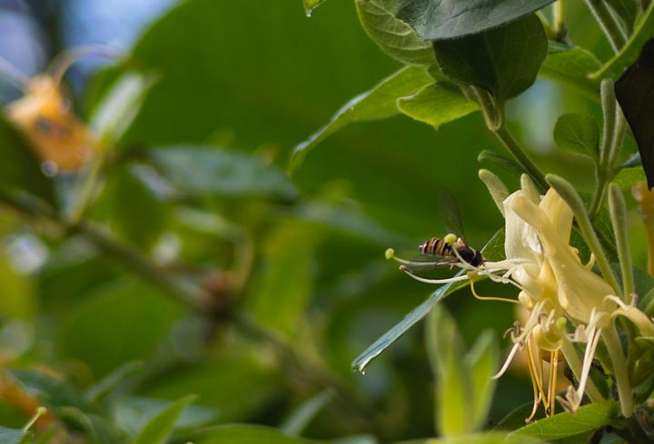 hover fly on honeysuckle flower