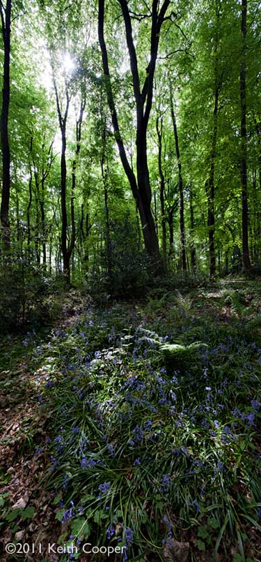Bluebells in Jubilee wood, leicestershire, England