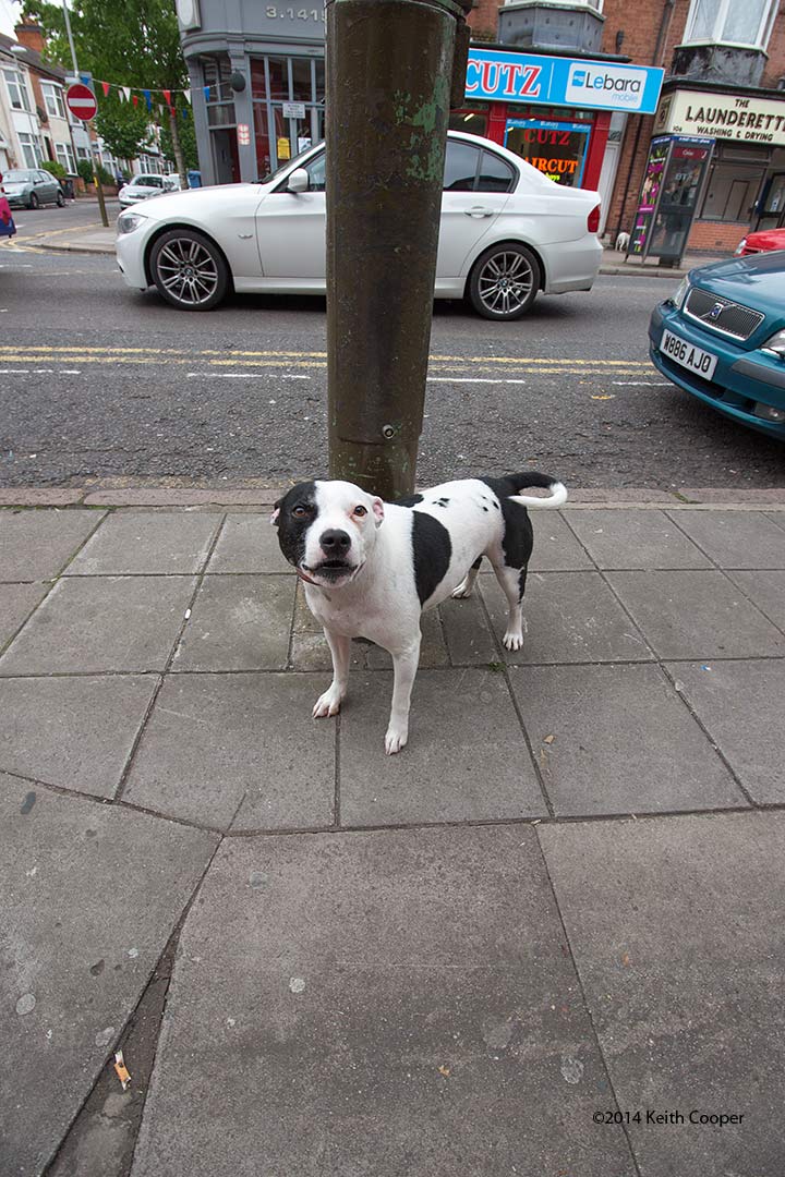 dog and lamp post