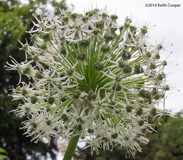 detail of flower photo