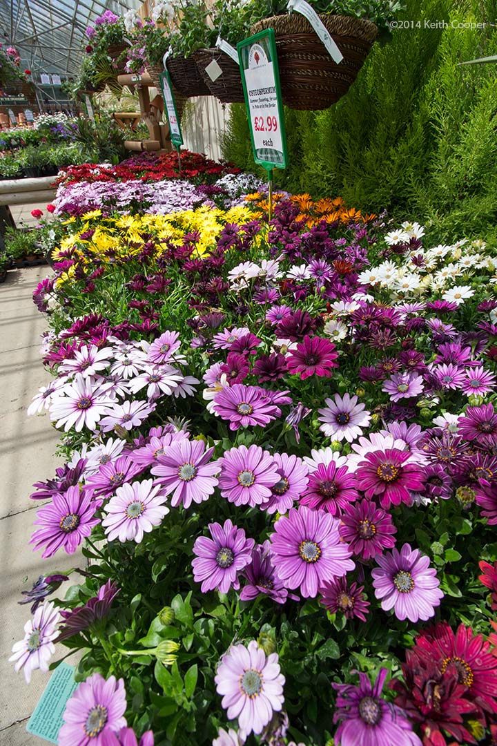 bedding plants