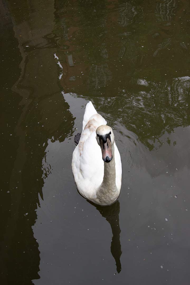 a swan in the canal