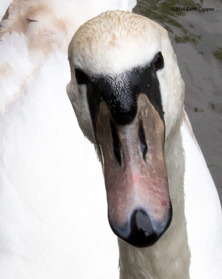 detail of swan's head