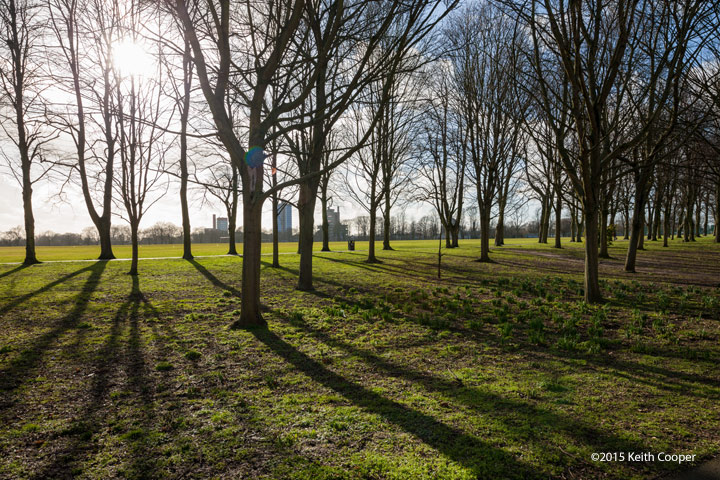 trees and sun