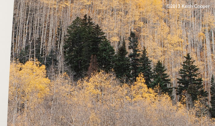 aspens in the fall - detail
