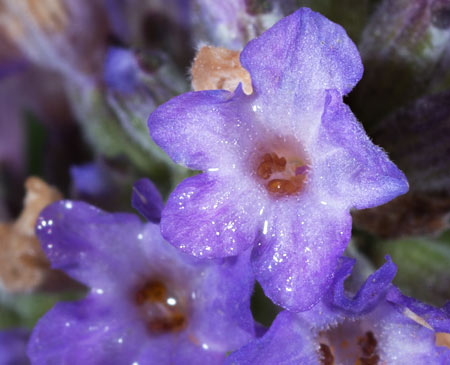 detail of a lavender flower