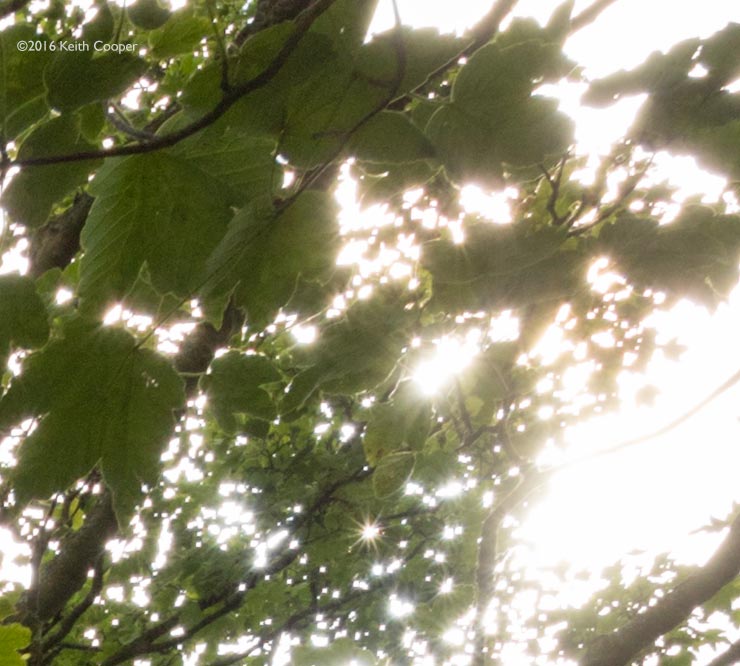 detail of tree image