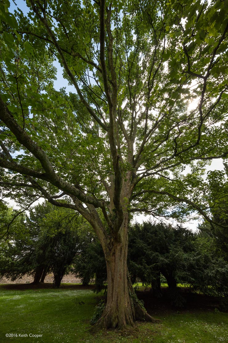 large tree in Oakham