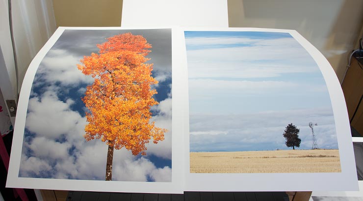 two trees