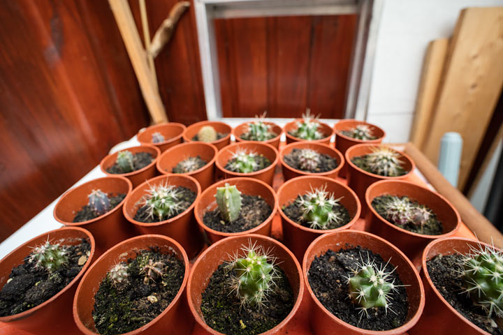 very small palnts