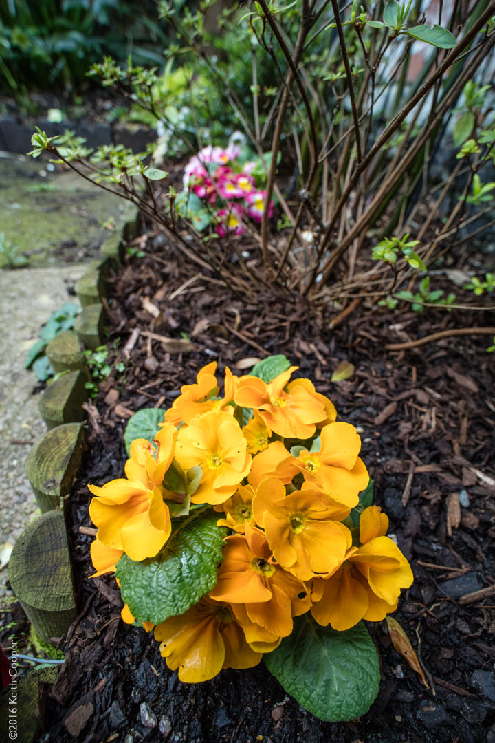 Spring flowers in the garden
