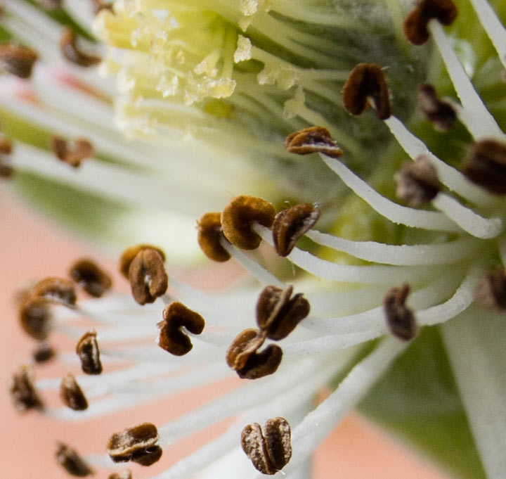 Detail of flower on fruit bush