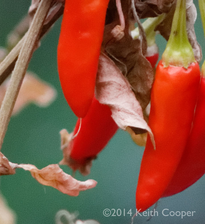 100% crop shows out of focus blur at f/3.5