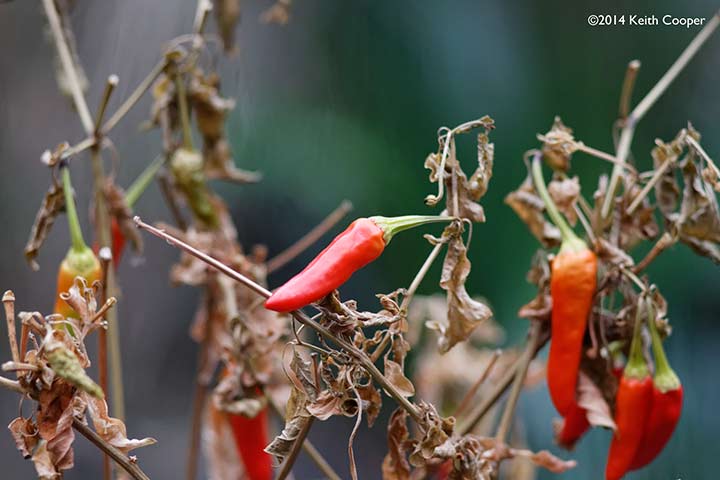 close up picture of chilli peppers