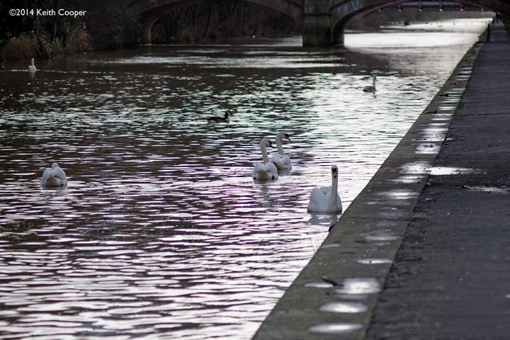 swans on the canal. Out of focus highlights show green/purple fringing