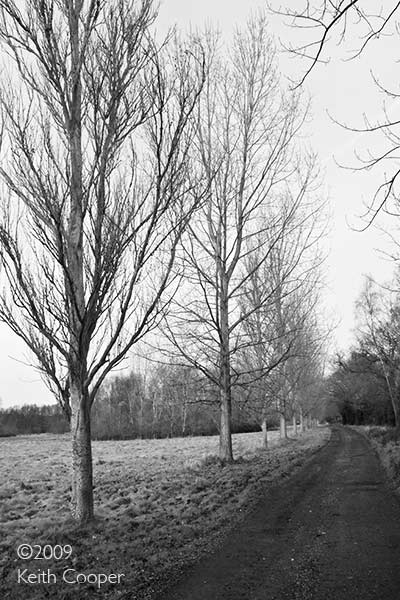 Trees and lane, December morning