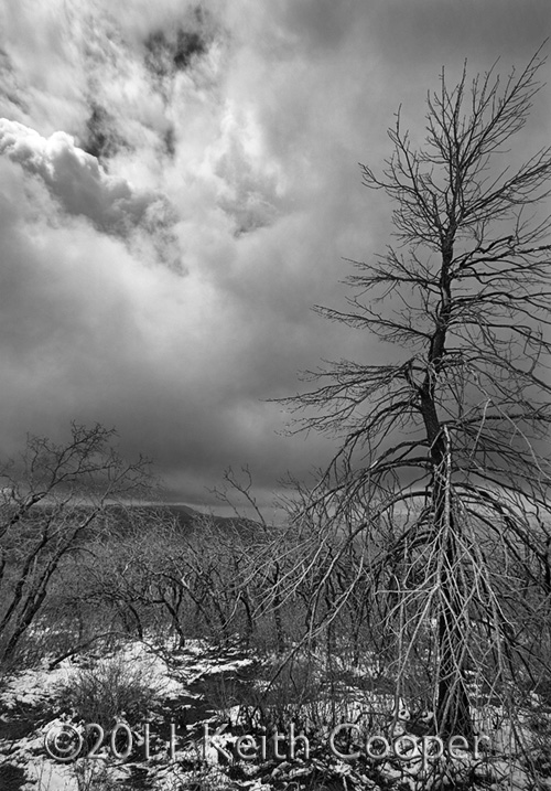 burnt_tree_and_snow Burnt tree and snow - Mesa Verde, Colorado