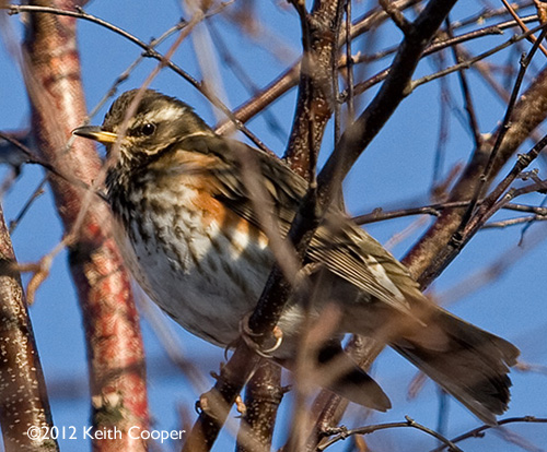 bird in tree