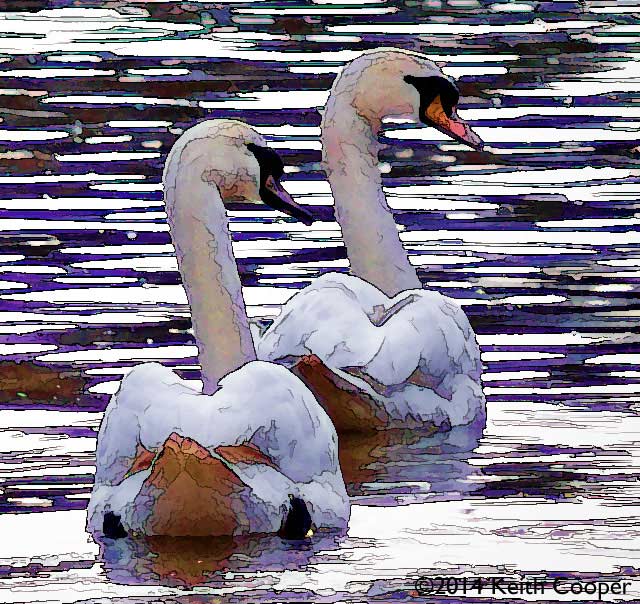 Swans on the Canal in Leicester