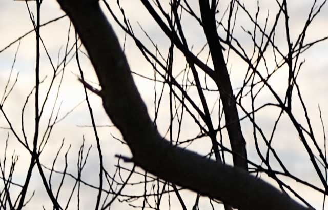 Hover Image