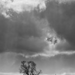 Lone tree in Spring