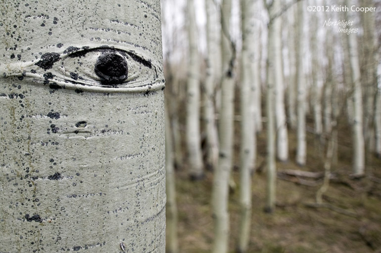 aspen eye on tree trunk