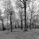Swithland Woods in April