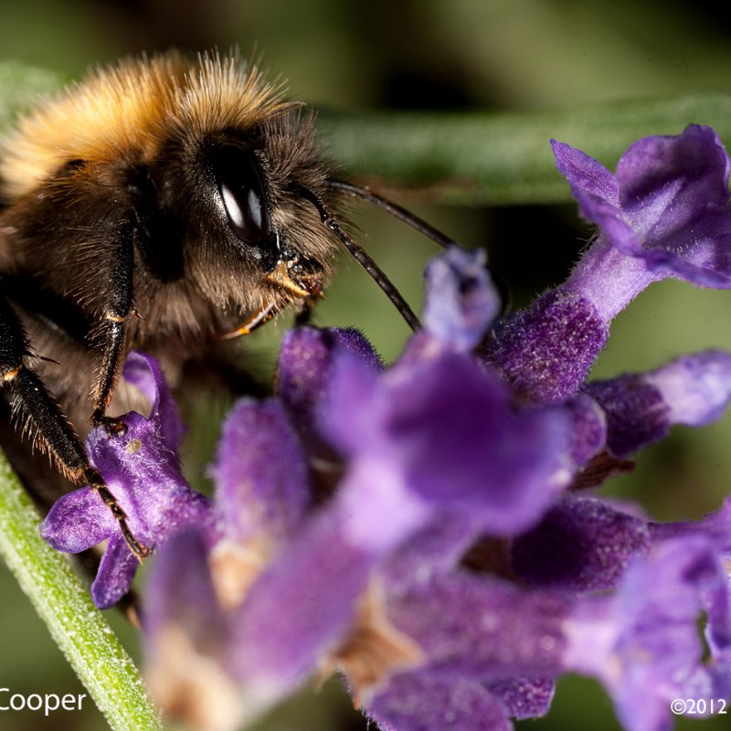 Bee