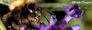 bee - macrophotography