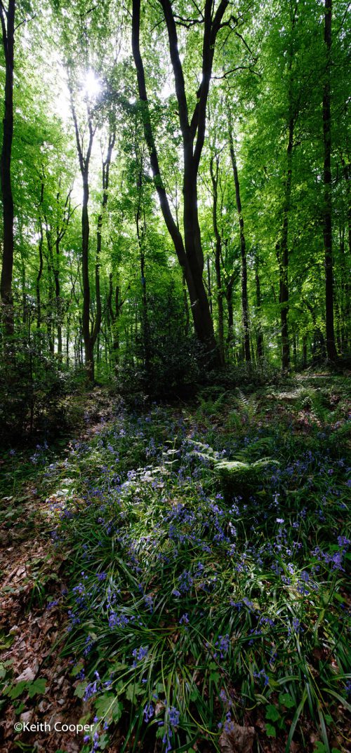 Swithland Woods, spring