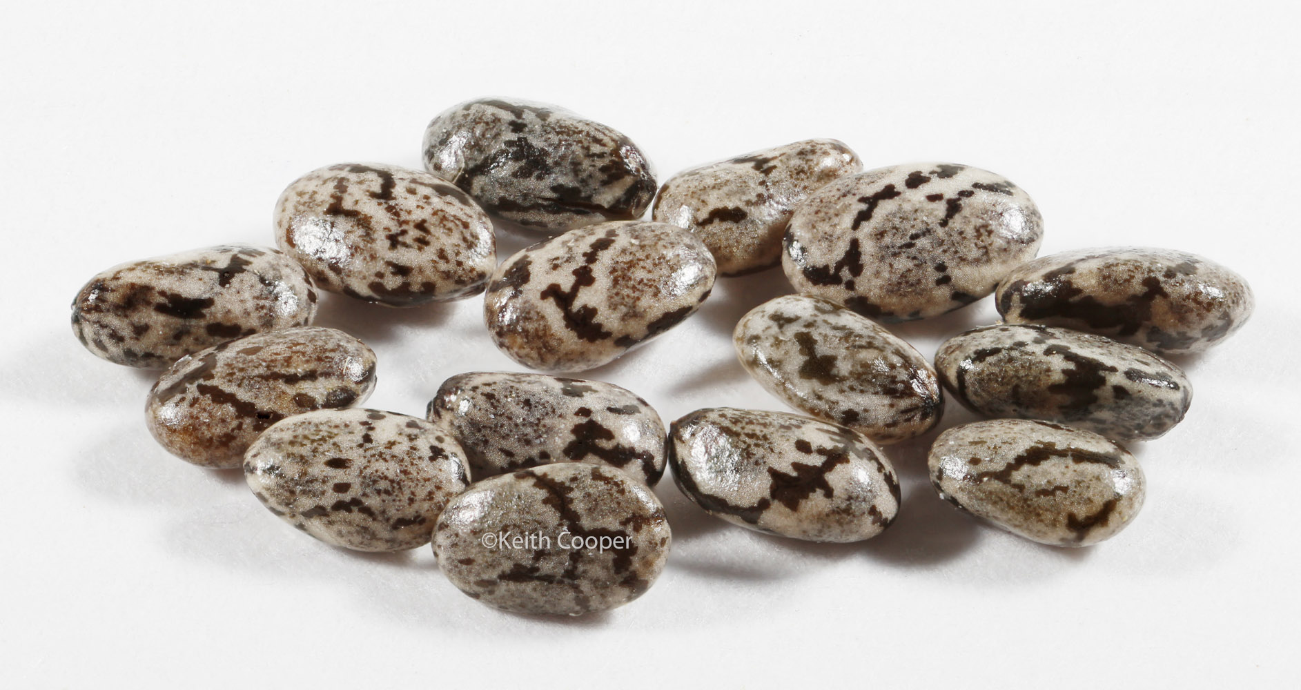 Chia seeds