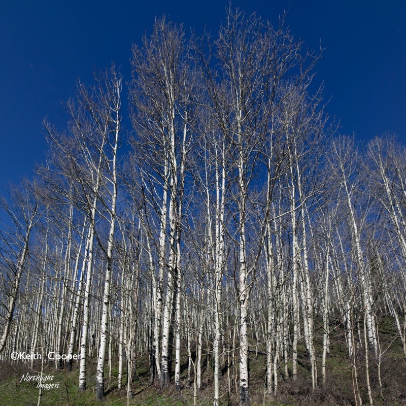 Aspen stand