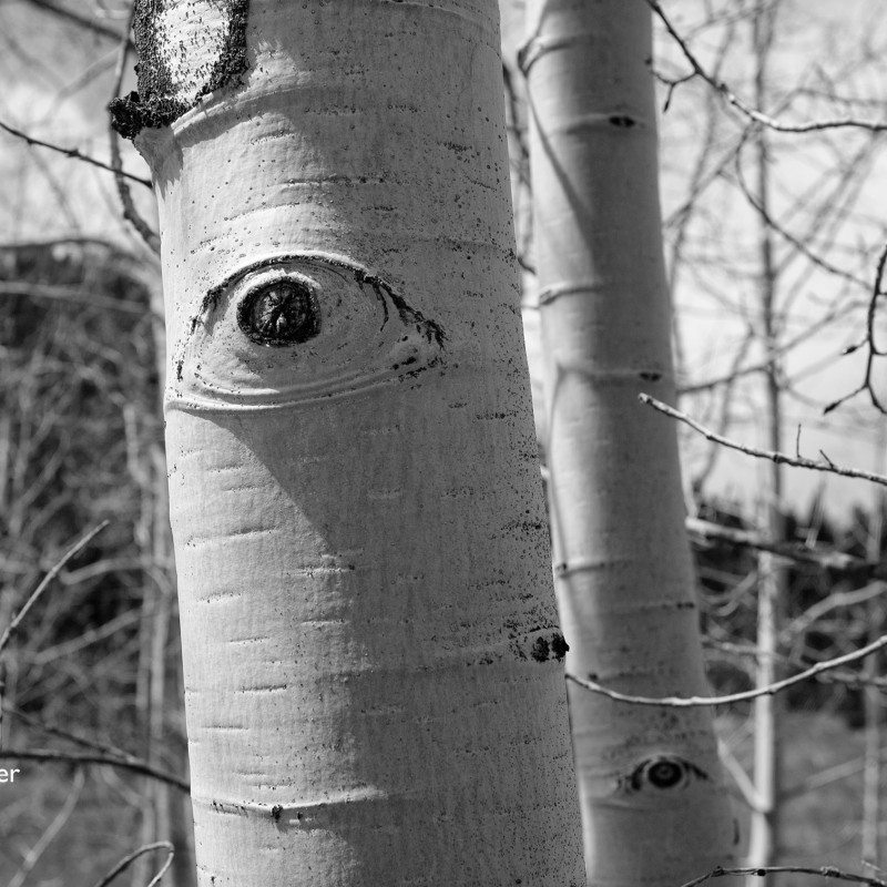 Aspen eyes