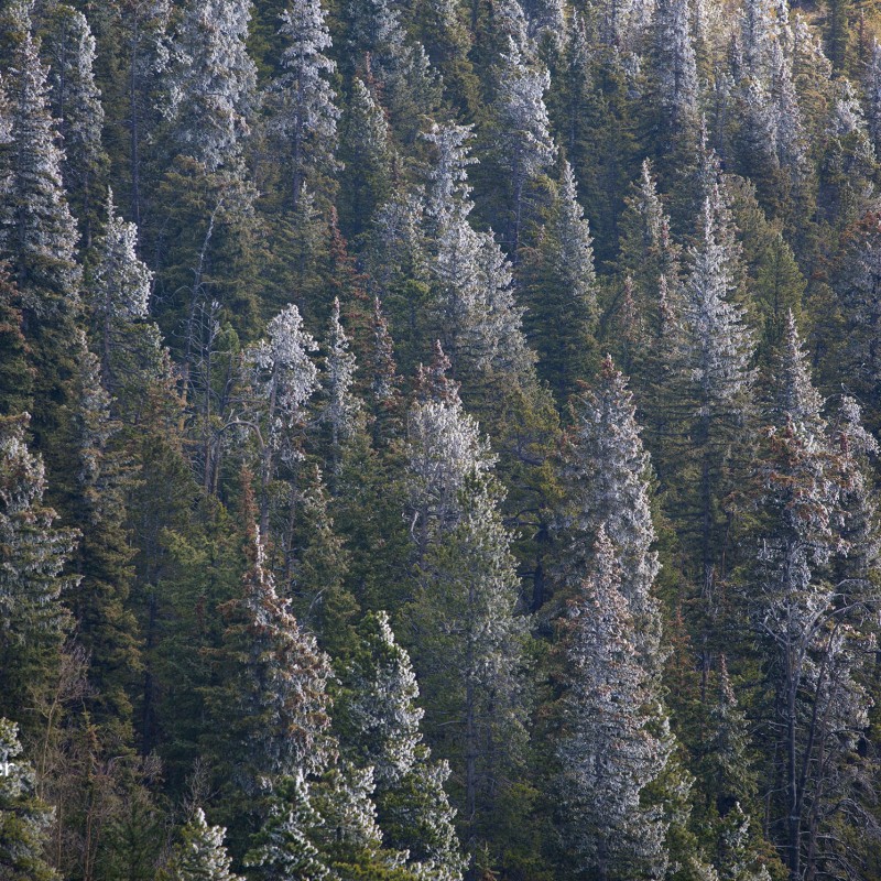 Frosted trees
