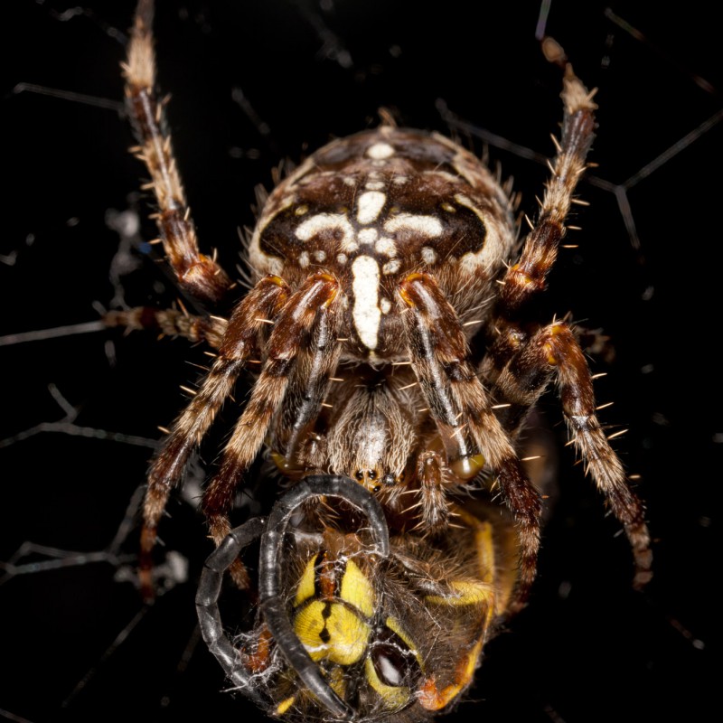 Spider attacking wasp