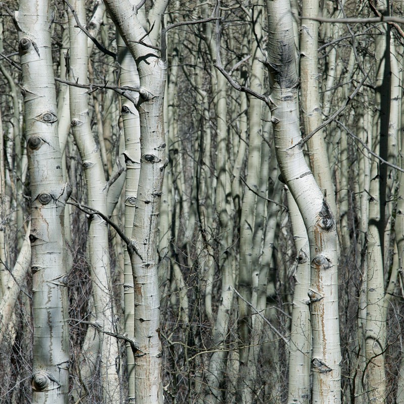 Aspen wood