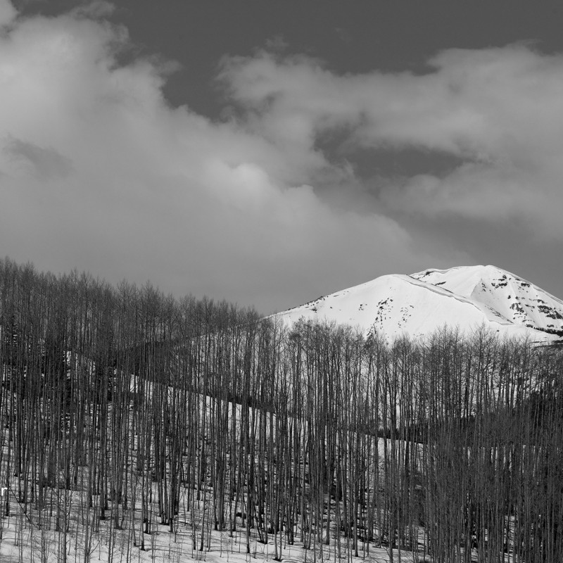 Aspens and mountain