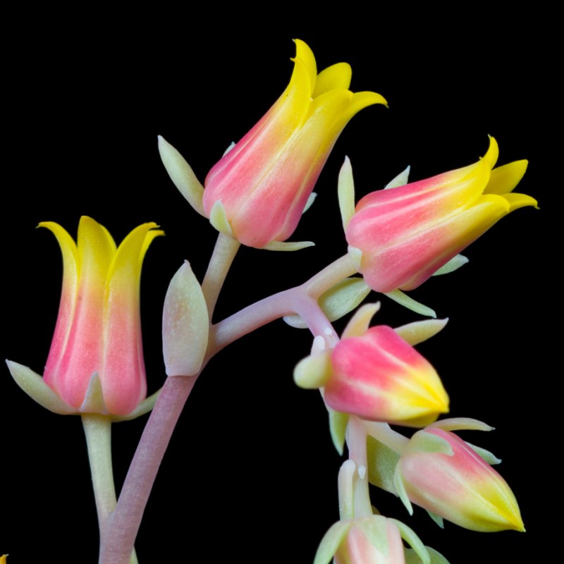 Small flowers