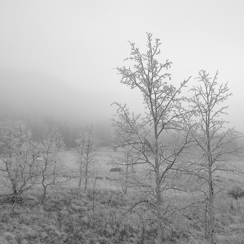 Rime