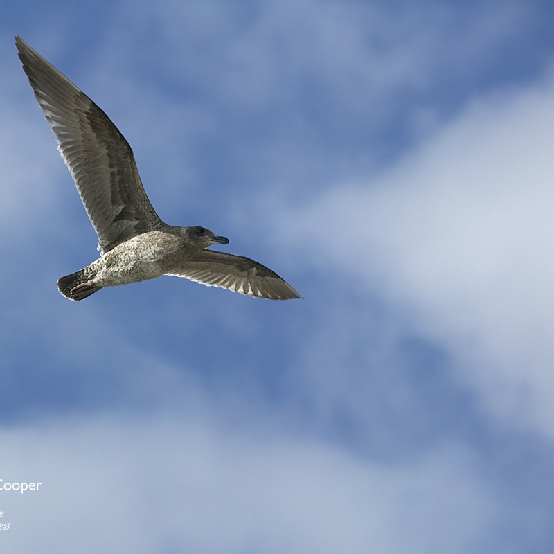 Seagull gliding the wind