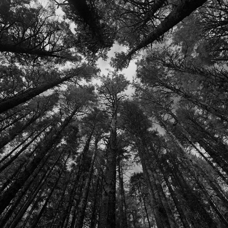 Pacific Forest 1