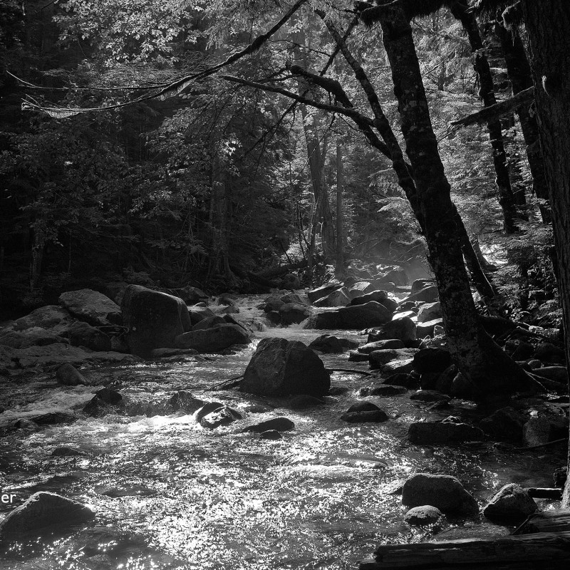 Pacific Forest 2