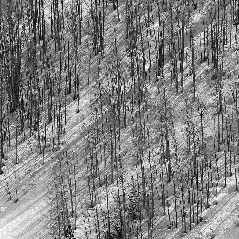 Aspen Shadows