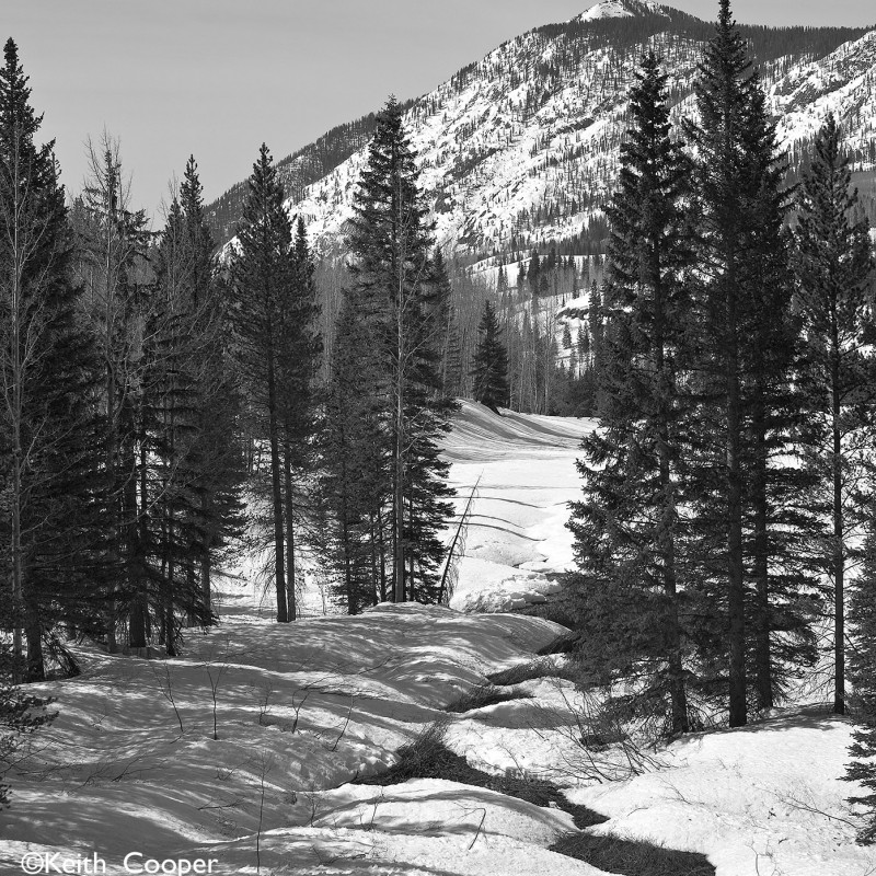 Spring Snow 1