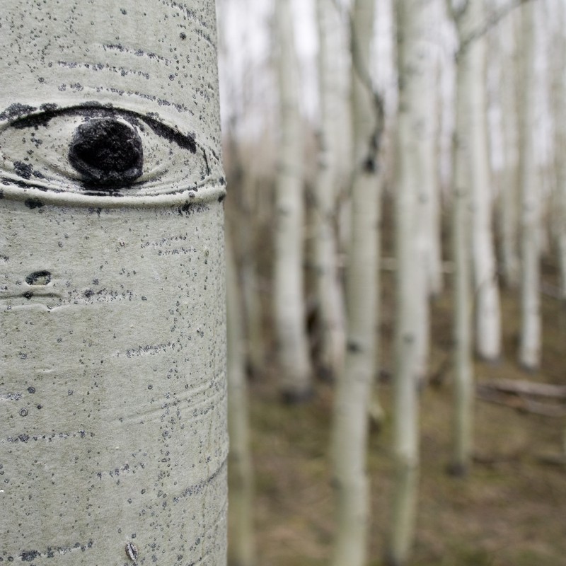 Aspen Eye 2