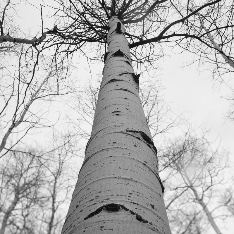 Aspen Eye 1