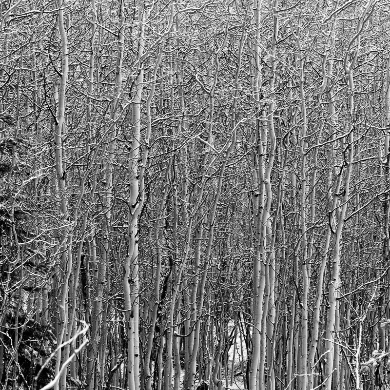 Snow dusted aspens