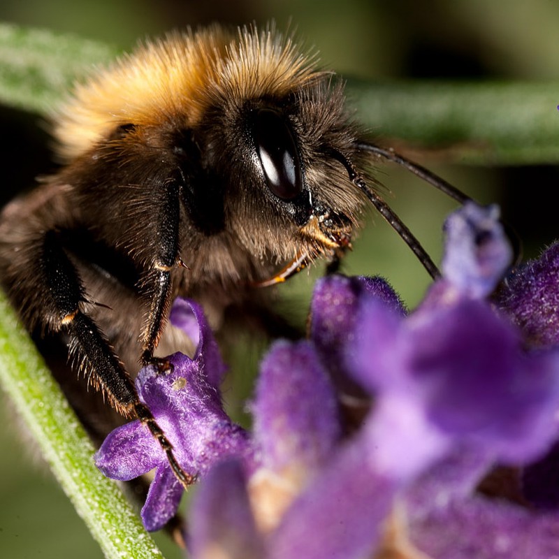 Bee and lavender flower
